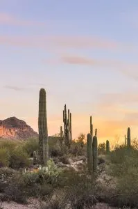 Saguaro Cactus along Maricopa Trail near Mesa, Arizona