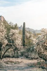 Best Hiking Trails near Mesa, Arizona | Medicine Wheel hiking area near Usery Mountain Regional Park