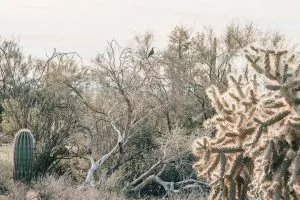 Desert landscape in Medicine Wheel hiking area near Mesa, Arizona