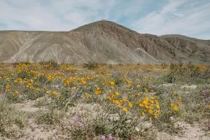 Wildflowers during super bloom in Anza-Borrego Desert State Park | Where to find the best wildflowers in Southern California
