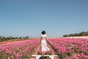 Carlsbad Flower Fields | Best Places to See Flowers in Southern California