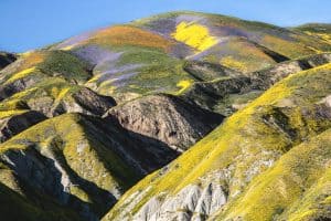 Flower-covered hills in Carrizo Plain National Monument | Best Places to See Wildflowers in Southern California