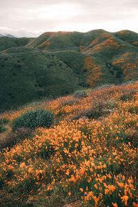 Golden Poppies during super bloom in Walker Canyon near Lake Elsinore | Where to find the best wildflowers in Southern California