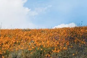 Antelope Valley California Poppy Reserve&nbsp; | Where to find wildflowers in Southern California