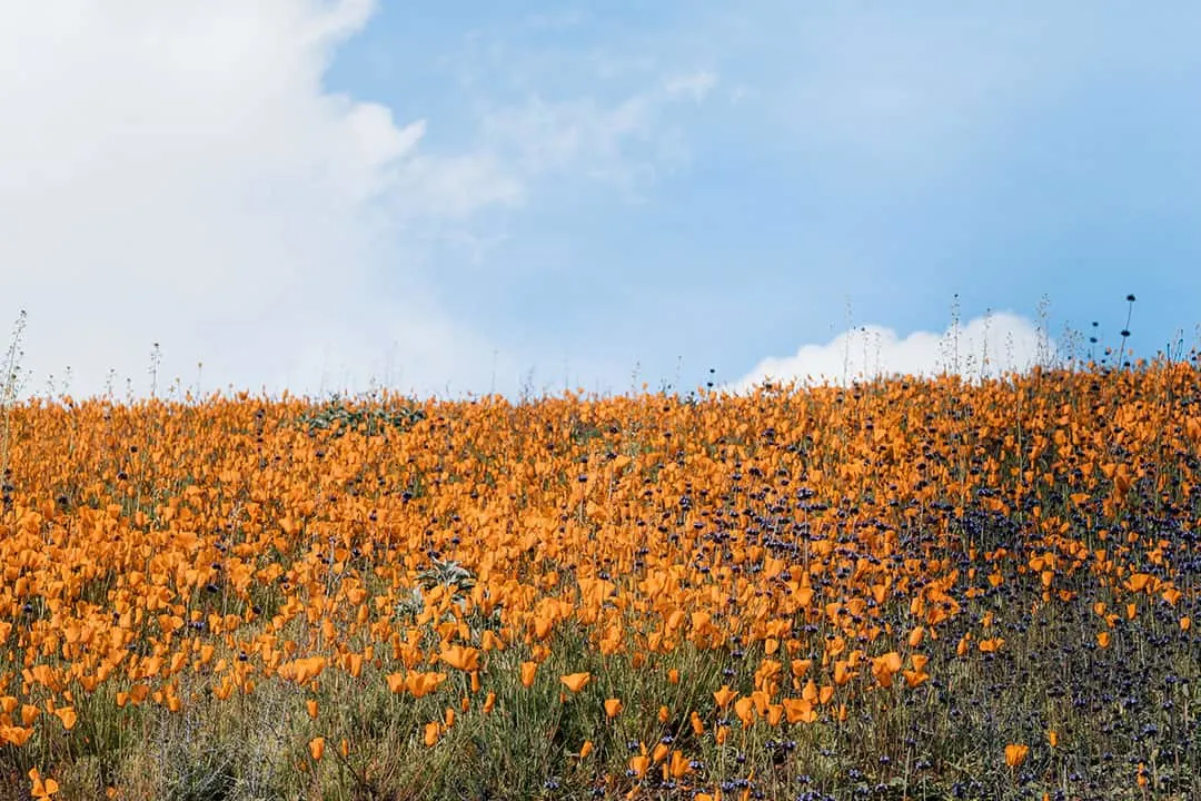 Antelope Valley California Poppy Reserve  | Where to find wildflowers in Southern California