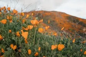 Golden Poppies in Chino Hills State Park | Super bloom in Southern California
