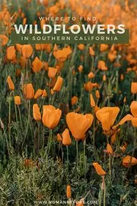Where to find the best wildflowers in Southern California | Caught the super bloom bug? Use this guide to find beautiful fields of flowers in Southern California this spring. | #california #wildflowers #superbloom #southerncalifornia