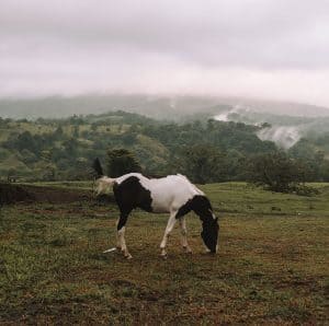 Horse grazing in La Fortuna, Costa Rica