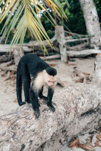Capuchin Monkey in Manuel Antonio National Park