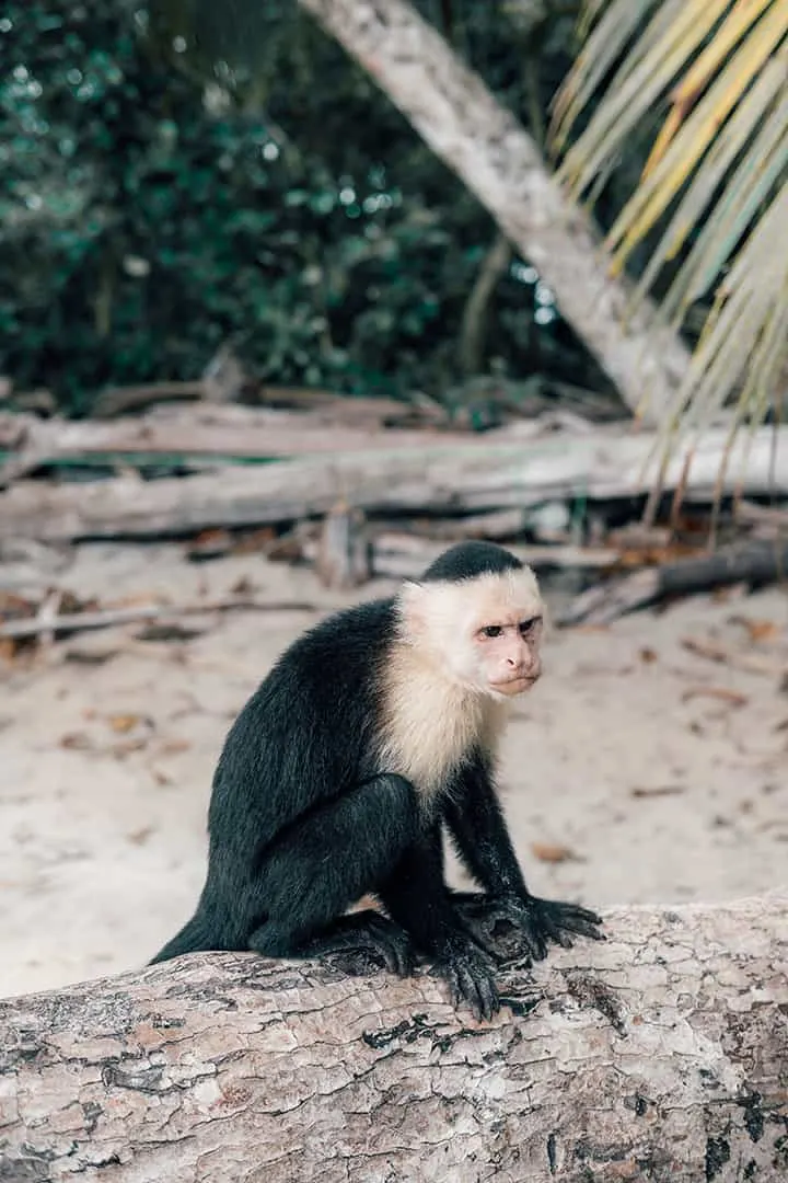 Capuchin Monkey in Manuel Antonio National Park
