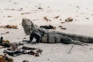 Iguana on Manuel Antonio Beach