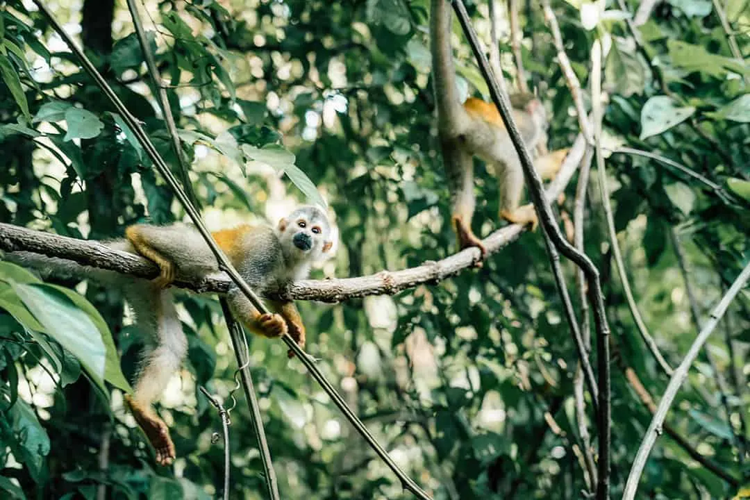 Squirrel Monkey in Manuel Antonio National Park