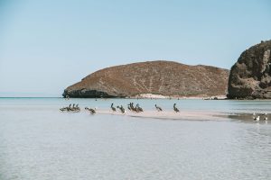Pelicans on the Sand Bar at low tide in Balandra Bay