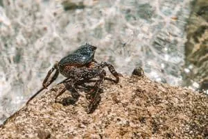 Crab on Playa Ensanada Grande at Isla Partida Mexico