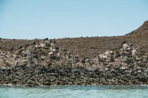 Frigatebirds on Isla Espiritu Santo