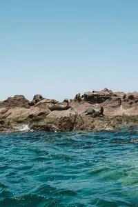 Sea Lions at Los Islotes