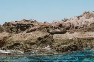 Sea Lions sunning on rocks of Los Islotes