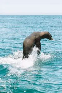 Sea Lion leaping out of Sea of Cortez