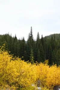 Fall Colors along Alice Toxaway Loop in Sawtooth Wilderness