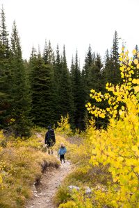 Yellow Aspens along Trail to Alice Lake in Sawtooth Wilderness, Idaho