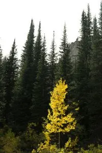 Yellow Aspens along Trail to Alice Lake in Sawtooth Wilderness, Idaho