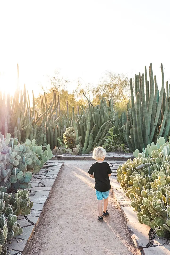The Desert Botanical Gardens in Phoenix, Arizona