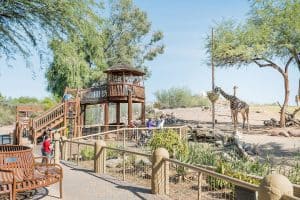 Things to do in Phoenix with Kids - the Phoenix Zoo