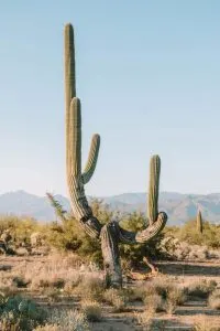 Saguaro along a hiking trail near Tucson, Arizona