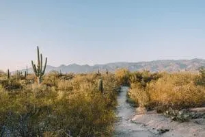 Hiking trail near Tucson in Saguaro National Park