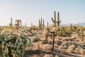 Easy hiking near Tucson on the Mica Loop Trail in Saguaro National Park