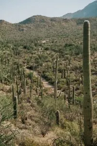 Hiking Trails in Tucson, Arizona