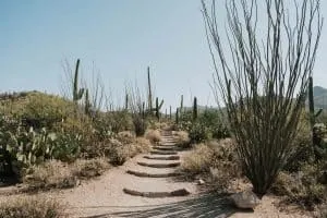Valley View Trail in Saguaro National Park near Tucson, Arizona