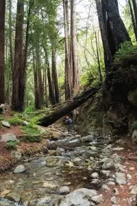 Limekiln Creek in Big Sur, California