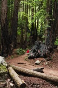 Redwoods along a hiking trail in Limekiln State Park, Big Sur