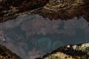 Tidepools in Partington Cove in Bic Sur, California