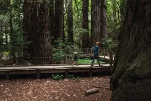 Pfeiffer Big Sur State Park
