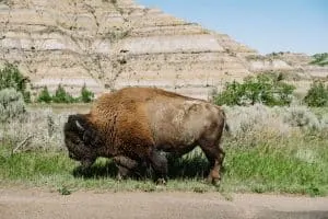 Bison in Theodore Roosevelt National Park