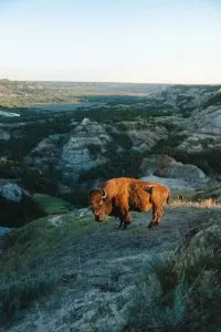 A Bison in Theodore Roosevelt National Park