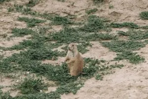 Prairie Dogs in Theodore Roosevelt National Park