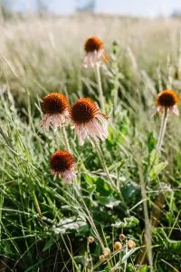 Wildflowers in Theodore Roosevelt National Park