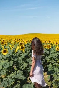 Sunflower fields in North Dakota