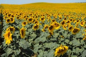 Sunflower fields in North Dakota