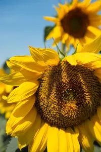 Sunflower fields in North Dakota