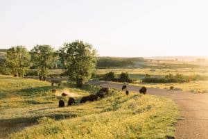 Bison roam the grasslands in Theodore Roosevelt National Park in North Dakota