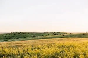 Herd of Bison in Theodore Roosevelt National Park in North Dakota