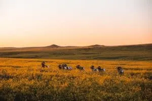 Bighorned Sheep in Theodore Roosevelt National Park