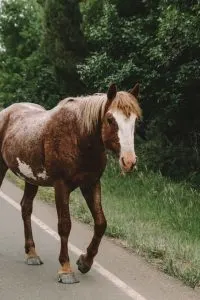 Wild horse in south unit of Theodore Roosevelt National Park
