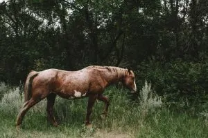 Wild horse in south unit of Theodore Roosevelt National Park