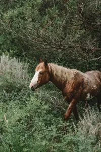 Wild horse in south unit of Theodore Roosevelt National Park