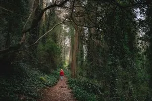 Hiking through the forested Mt Davidson in San Franicsco